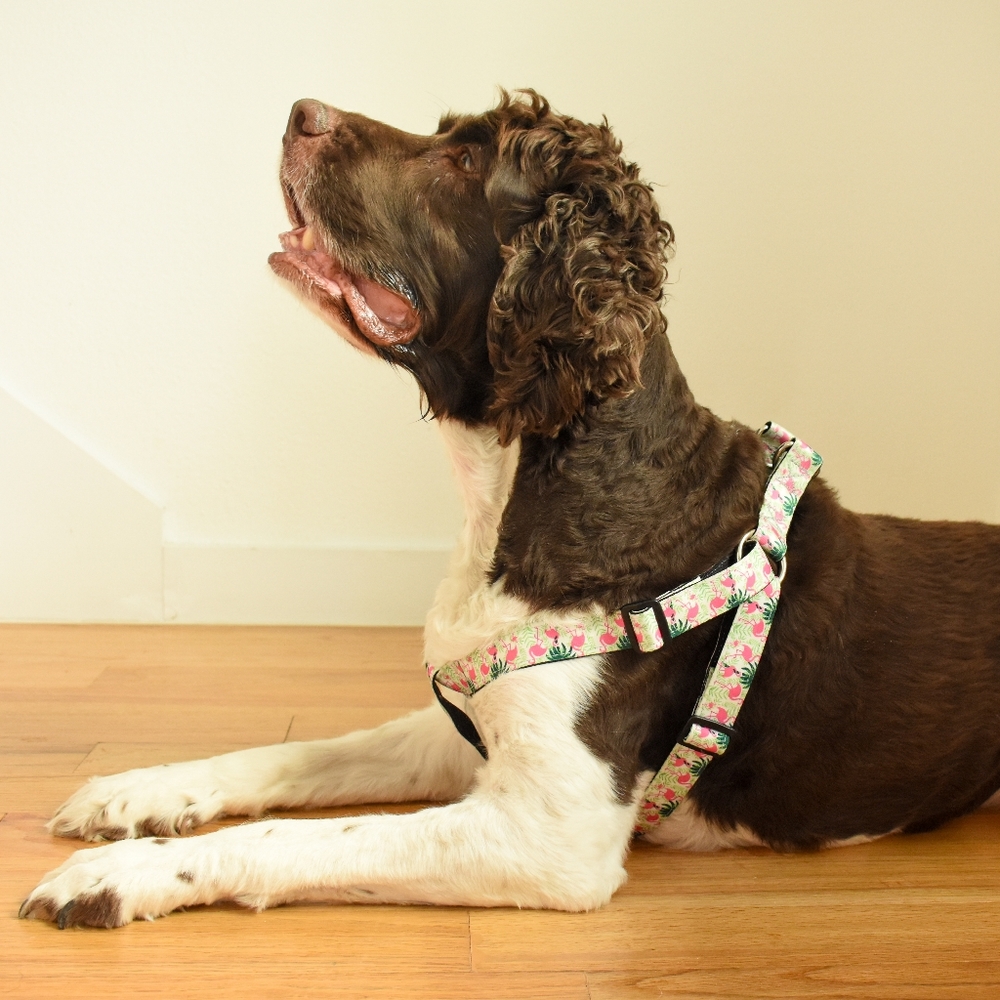Miami Vibes Dog Harness